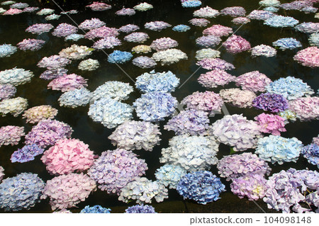 Hydrangea floating in water Hydrangea floating in water 104098148
