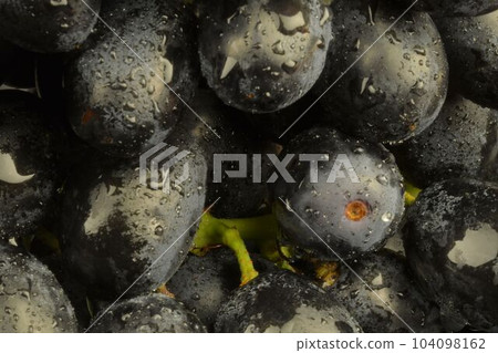 Ripe black grapes. Close-up of fresh black grapes with water drops. Macro horizontal image. 104098162
