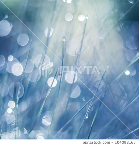 Blurred blue background. Soft focus ornamental grass with water drop. 104098163