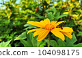 sunflowers yellow insects sitting, Tithonia diversifolia Mexican Sunflower for Presentations and deck information graphic, print layout covering book, magazine page, advertisement banner, poster ads 104098175