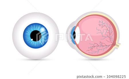 Eye ball vector retina closeup isolated icon. Round Eyeball 3d anatomy illustration object human Eye ball vector retina closeup isolated icon. Round Eyeball 3d anatomy illustration object human 104098225
