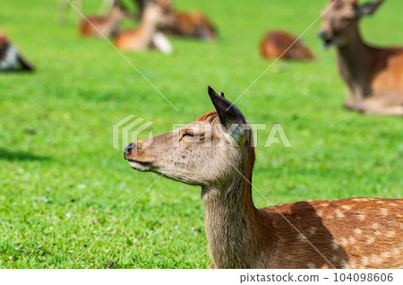 Deer (female) in Nara Park, Tobihino Enchi Deer (female) in Nara Park, Tobihino Enchi 104098606