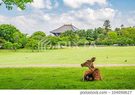 Deer in Nara Park Kasuganoenchi Deer in Nara Park Kasuganoenchi 104098627