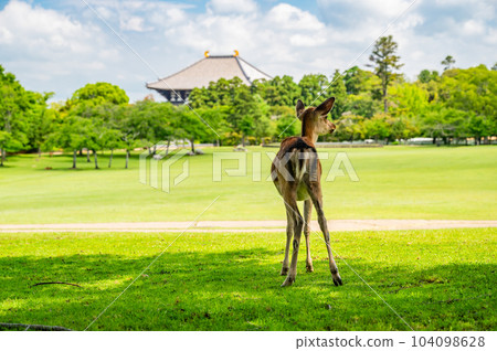 Deer in Nara Park Kasuganoenchi 104098628