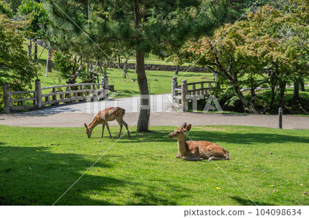Deer in Nara Park Kasuganoenchi Deer in Nara Park Kasuganoenchi 104098634