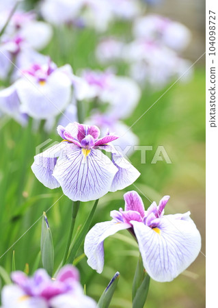 Fukiage Shobu Park, Ome City, Tokyo Fukiage Shobu Park, Ome City, Tokyo 104098727