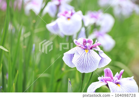 Fukiage Shobu Park, Ome City, Tokyo Fukiage Shobu Park, Ome City, Tokyo 104098728