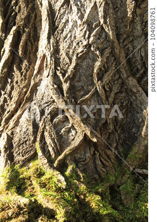 一棵大樹的根 104098761