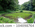 Satoyama's rice field 104098764
