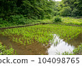 Satoyama's rice field 104098765