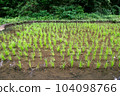 Satoyama's rice field 104098766