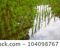 Satoyama's rice field 104098767