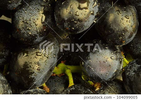 Close-up of fresh black grapes. Ripe black grapes. Close-up of fresh black grapes with water drops. Macro horizontal image. Close-up of fresh black grapes. Ripe black grapes. Close-up of fresh black grapes with water drops. Macro horizontal image. 104099005