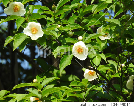 Summer Rose Blooming in June Summer Rose Blooming in June 104099015