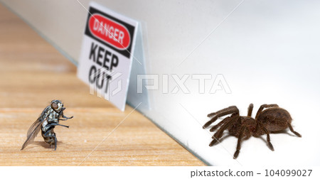 A fly is watching a dangerous spider in a terrarium 104099027