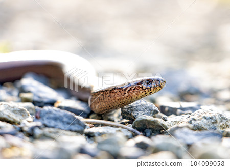 Snake (Anguis fragilis) crawling on a stone path in the forest, close up view. 104099058
