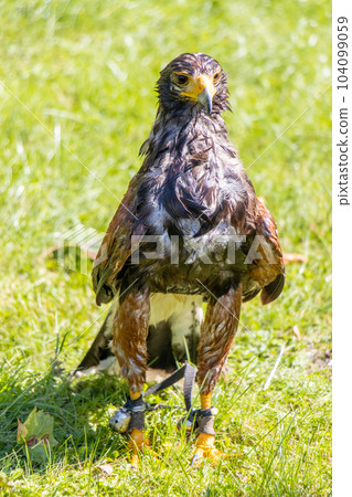 A wet Harris's hawk (Parabuteo unicinctus), formerly known as the bay-winged hawk, stands in a grass 104099059