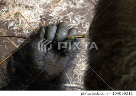Gorilla hand holding a twig from which to eat leaves, close up. Gorilla hand holding a twig from which to eat leaves, close up. 104099211