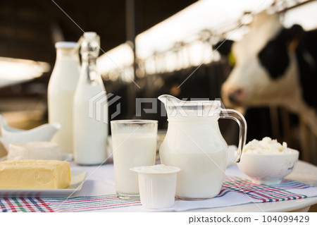 dairy products on table against the background of herd of cows in barn 104099429