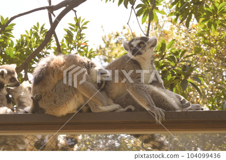 Friendly wolverine lemur Friendly wolverine lemur 104099436