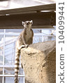 站立的環尾狐猴 站立的環尾狐猴 104099441