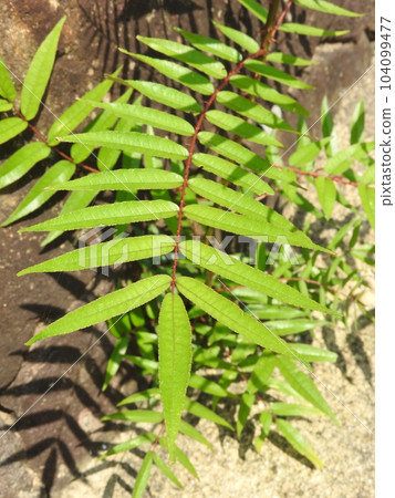 Sapling of Japanese crow Sapling of Japanese crow 104099477