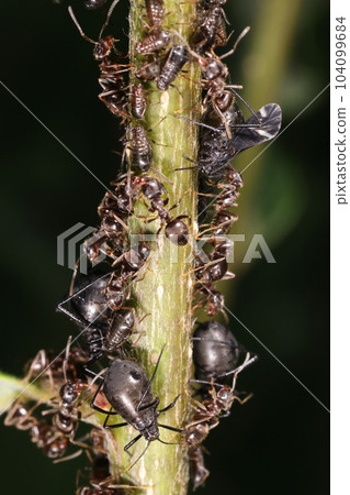 生物昆蟲 Crioea 蚜蟲，六月。 Quercus serrata 幼枝上的有翅和無翅類型。成群結隊的是木蟻嗎？ 104099684