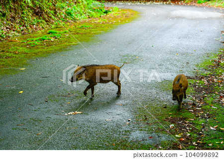 Okinawa Yanbaru wild boar 104099892