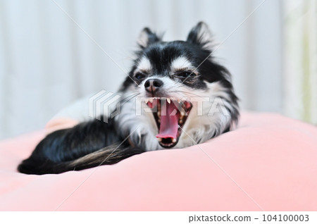 吉娃娃在粉紅色墊子上打哈欠 104100003