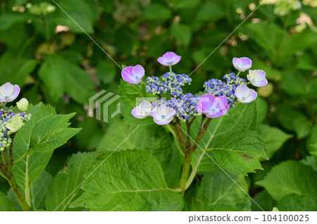hydrangea   104100025