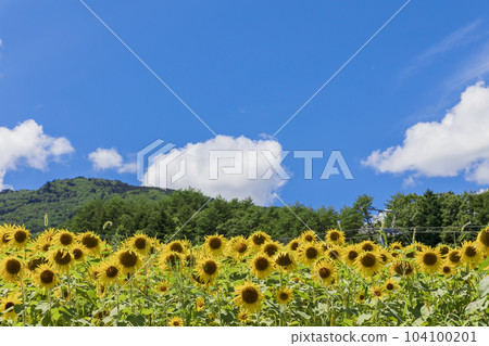 Sunflower and blue sky 104100201