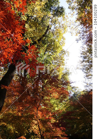 日本的紅葉（風景） 104100299