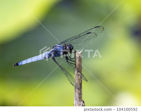 White-tailed dragonfly perched on the dry grass of a cattail 104100592