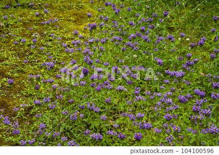 日本豚草 (Nepenthes) 的很多花 104100596
