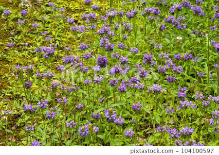 A lot of flowers of Japanese ragweed (Nepenthes) 104100597