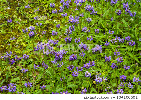 A lot of flowers of Japanese ragweed (Nepenthes) A lot of flowers of Japanese ragweed (Nepenthes) 104100601