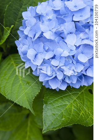 Hydrangea of hydrangea after rain Hydrangea of hydrangea after rain 104100739