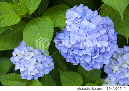 雨後的繡球花繡球花 雨後的繡球花繡球花 104100741