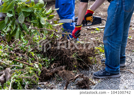 砍伐園林樹木 104100742