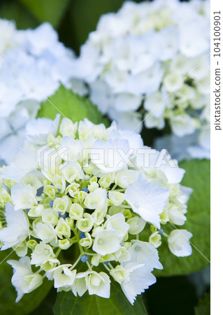 Hydrangea of hydrangea after rain Hydrangea of hydrangea after rain 104100901