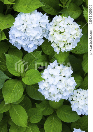 Hydrangea of hydrangea after rain Hydrangea of hydrangea after rain 104100902