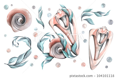Seashells with a cut, with holes in the curls of algae. Watercolor illustration. A set of a large set of WHALES. For decoration and design of beach and summer prints. Seashells with a cut, with holes in the curls of algae. Watercolor illustration. A set of a large set of WHALES. For decoration and design of beach and summer prints. 104101118