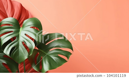 Coral color background minimal summer with Philodendron tropical leaves on. Coral color background minimal summer with Philodendron tropical leaves on. 104101119