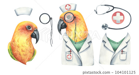 Yellow parrot is a doctor, in a medical gown and a cap with pince-nez. Watercolor illustration. Isolated objects on a white background from the VETERINARY collection. For the design. 104101125