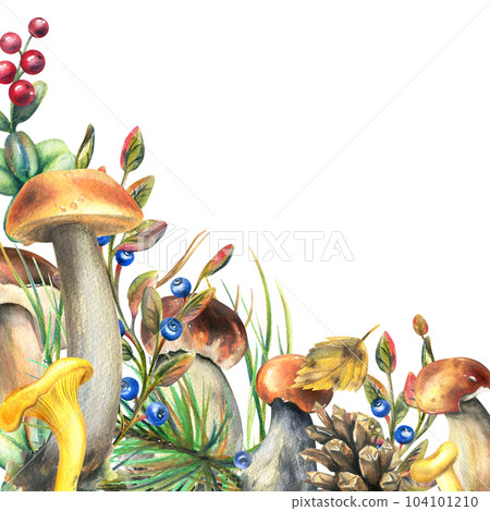 Forest mushrooms, boletus, chanterelles and blueberries, lingonberries, twigs, cones, leaves. Watercolor illustration, hand drawn template on a white background. 104101210