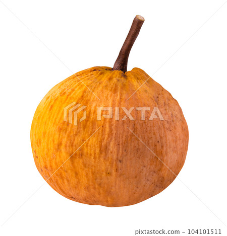 santol fruit and santol ( meliaceae ) isolated on white background 104101511