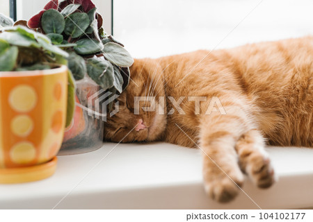 Beautiful red-haired cat sleeps on the windowsill, resting his head on the indoor violet flowers Beautiful red-haired cat sleeps on the windowsill, resting his head on the indoor violet flowers 104102177