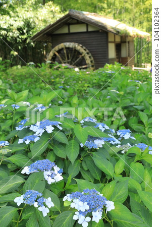 Hydrangea at Fuchu City Local Forest Museum 104102364