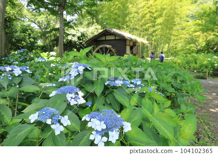 府中市地方森林博物館的繡球花 104102365