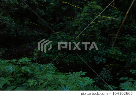 神奈川縣相模原市中央區森林中的螢火蟲 神奈川縣相模原市中央區森林中的螢火蟲 104102605